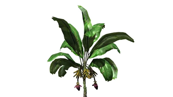 Banán növény - elszigetelt fehér background — Stock Fotó
