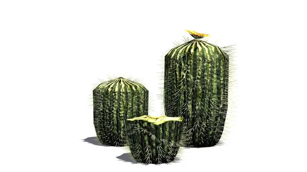 Kluster Barrel Cactus - diisolasi pada latar belakang putih — Stok Foto