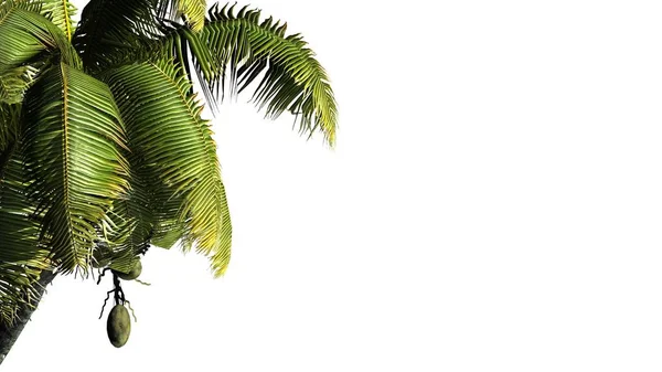 Кокосовая пальма - изолированы на белом фоне — стоковое фото