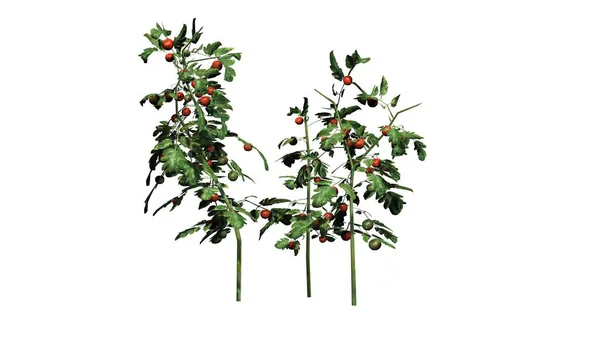 Tomatenpflanzen - getrennt auf weißem Hintergrund — Stockfoto