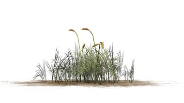 Beyaz arka plan üzerinde izole kedi bitki-