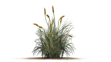 Beyaz arka plan üzerinde izole kedi bitki-