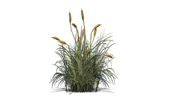 Rohrkolbenpflanze - isoliert auf weißem Hintergrund — Stockfoto