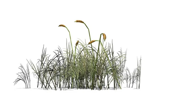 Planta cattail - isolado no fundo branco — Fotografia de Stock