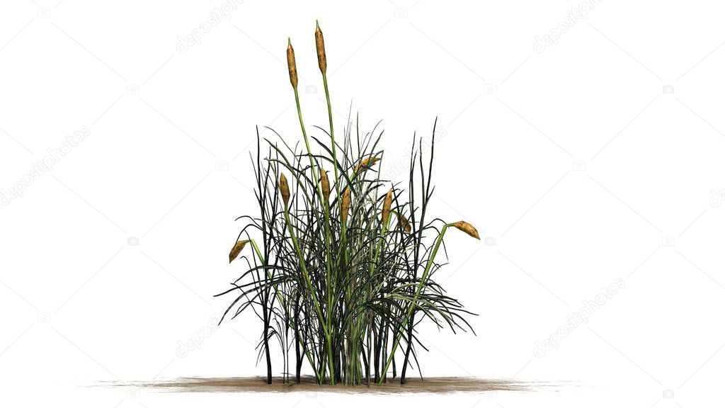 cattail plant - isolated on white background