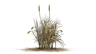 sonbahar - beyaz arka plan üzerinde izole kedi bitki