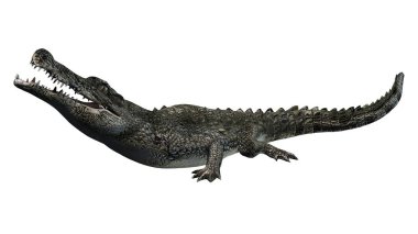 Timsah - beyaz arka plan üzerinde izole