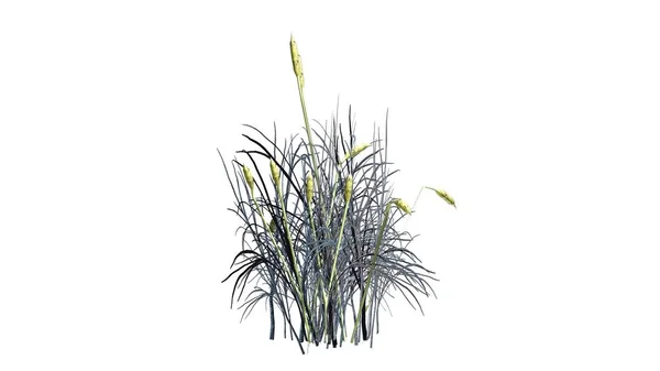 Rohrkolbenpflanze im Winter - isoliert auf weißem Hintergrund — Stockfoto
