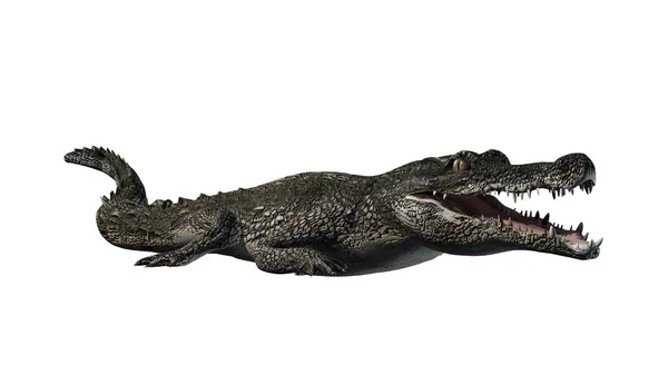 Crocodilo - isolado sobre fundo branco — Fotografia de Stock