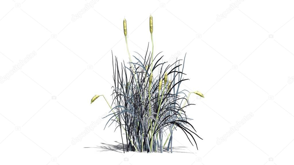 cattail plant in the winter - isolated on white background