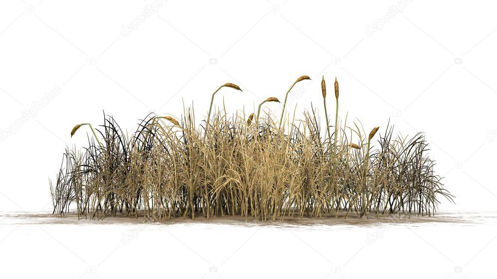 cattail plant in the autumn - isolated on white background