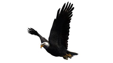 Kartal - beyaz arka plan üzerinde izole