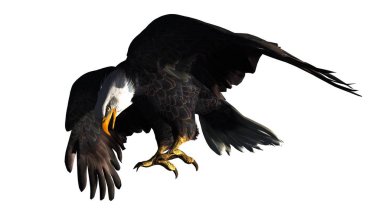 Kartal - beyaz arka plan üzerinde izole