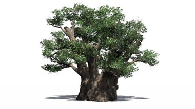 Afrika Baobap Ağacı - beyaz arka plan üzerinde izole