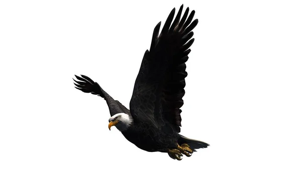 Adler - isoliert auf weißem Hintergrund — Stockfoto