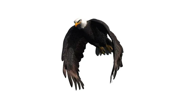 Eagle - geïsoleerd op witte achtergrond — Stockfoto