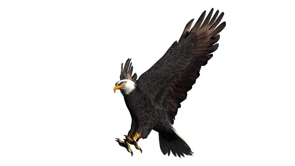 Eagle - geïsoleerd op witte achtergrond — Stockfoto