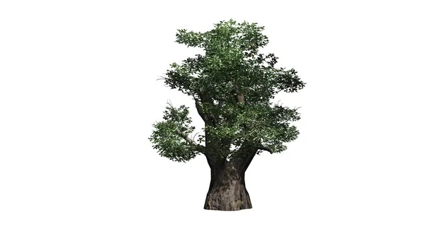 Albero di Baobab africano isolato su sfondo bianco — Foto Stock