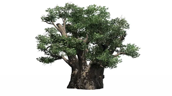 Afryka Baobab drzewa - izolowana na białym tle — Zdjęcie stockowe