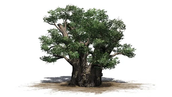 Afrikaanse Baobab boom - geïsoleerd op witte achtergrond — Stockfoto