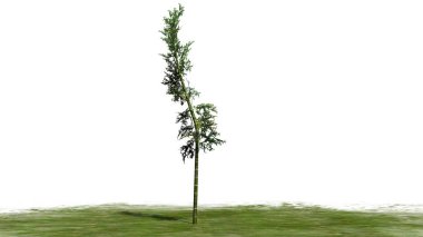 Bambu yeşil alan - beyaz arka plan üzerinde izole üzerinde