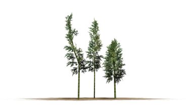 Bambu beyaz arka plan üzerinde izole kum alanı - Tarih