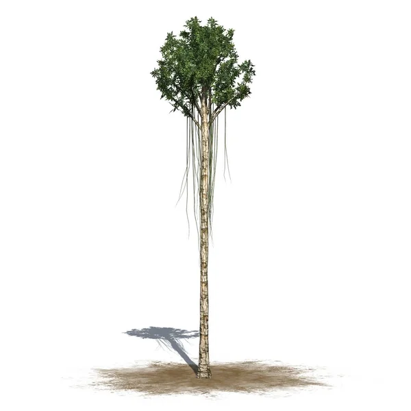 Árvore de Agarwood - isolada sobre fundo branco — Fotografia de Stock