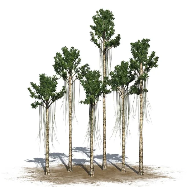 Agarwood träd - isolerad på vit bakgrund — Stockfoto