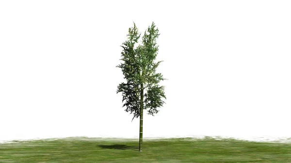 Bambus auf Grünfläche - isoliert auf weißem Hintergrund — Stockfoto