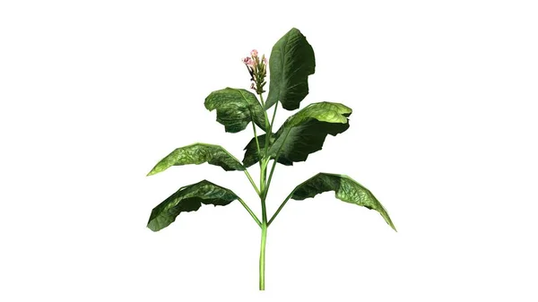 Tabakpflanze - getrennt auf weißem Hintergrund — Stockfoto