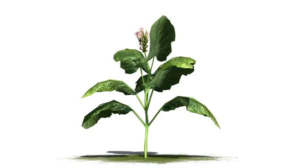 Planta tabacco na área verde - separado em fundo branco — Fotografia de Stock