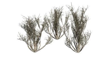 Beyaz arka plan üzerinde izole Afrika zeytin çalı kış