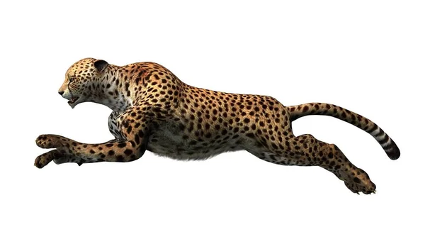 Cheetah isolated on white background — Stock Photo, Image