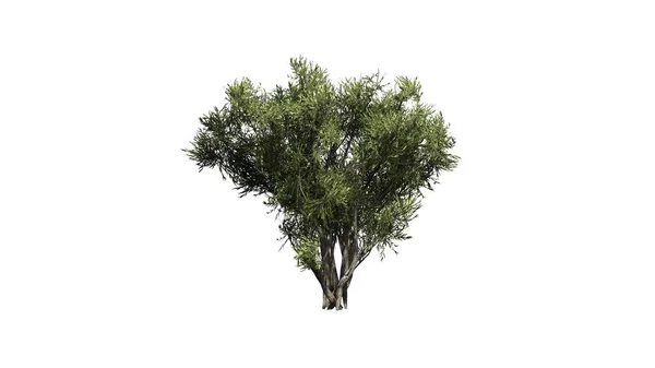 非洲橄榄灌木-白色背景上孤立 — 图库照片