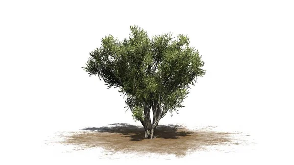 Afrikanska oliv buske på sandområde - isolerad på vit bakgrund — Stockfoto