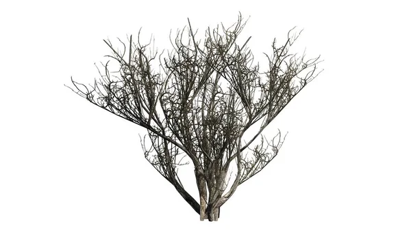 Inverno arbusto azeitona africana isolado no fundo branco — Fotografia de Stock
