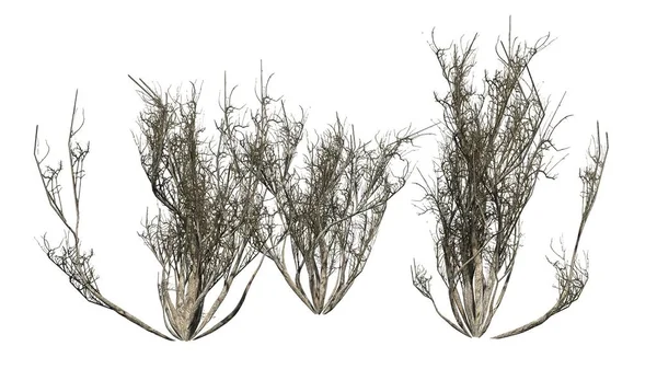 Африканський оливковий кущ зима ізольовані на білому тлі — стокове фото