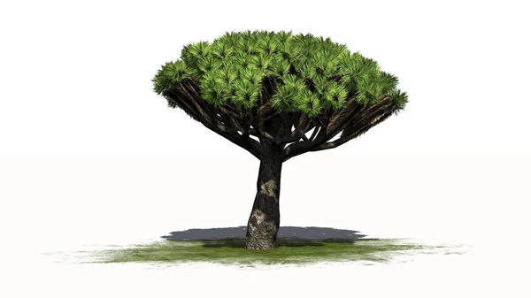 Drachenbaum - getrennt auf weißem Hintergrund — Stockfoto