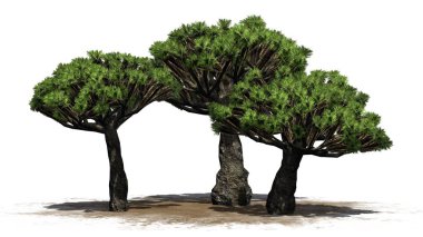 Ejder ağacı küme - beyaz arka plan üzerinde ayrılmış