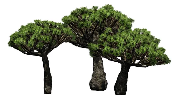 Cluster Dragon Tree - separato su sfondo bianco — Foto Stock