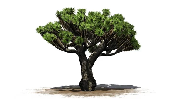 Dragon Tree - beyaz arka plan üzerinde ayrılmış — Stok fotoğraf