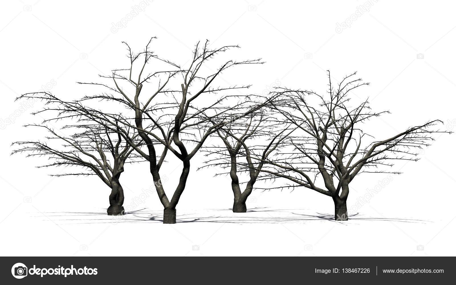 Cherry Tree Cluster Winter Isolated On White Background Stock Photo Image By C Bestofgreenscreen