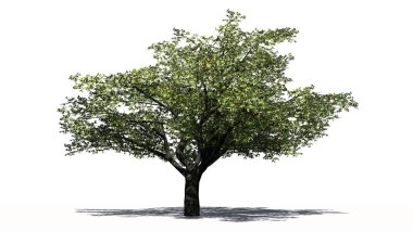 Beyaz arka plan üzerinde izole meyve - kiraz ağacı 