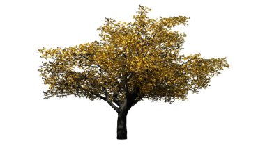 Güz - kiraz ağacı izole beyaz arka plan üzerinde