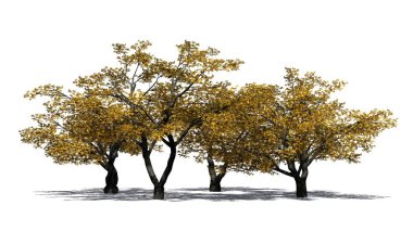 Güz - kiraz ağaçları izole beyaz arka plan üzerinde