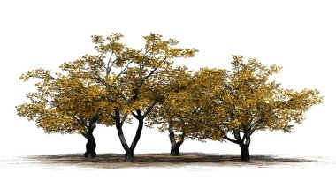 Güz - kiraz ağaçları izole beyaz arka plan üzerinde