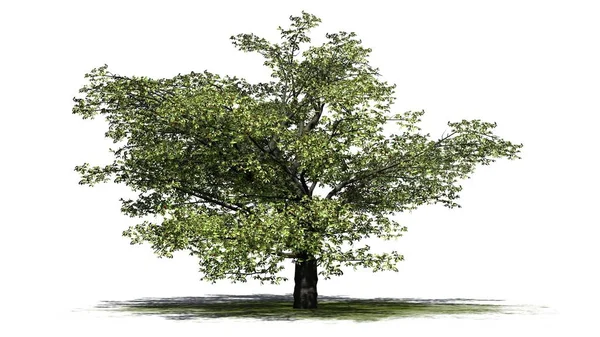Вишневе дерево з фруктами на зеленій ділянці ізольовано на білому тлі — стокове фото