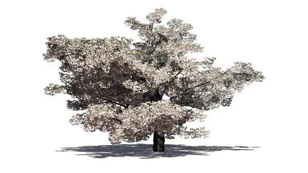 Cseresznyefa virágzik - elszigetelt fehér background — Stock Fotó