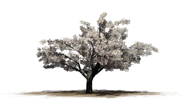 Körsbärsträd i blom på sandområde - isolerad på vit bakgrund — Stockfoto