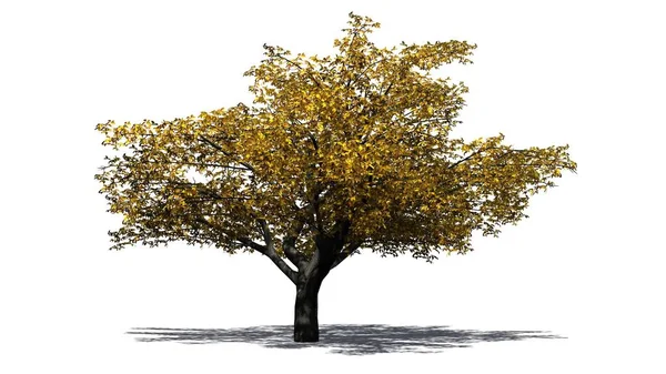 Kirschbaum im Herbst - isoliert auf weißem Hintergrund — Stockfoto